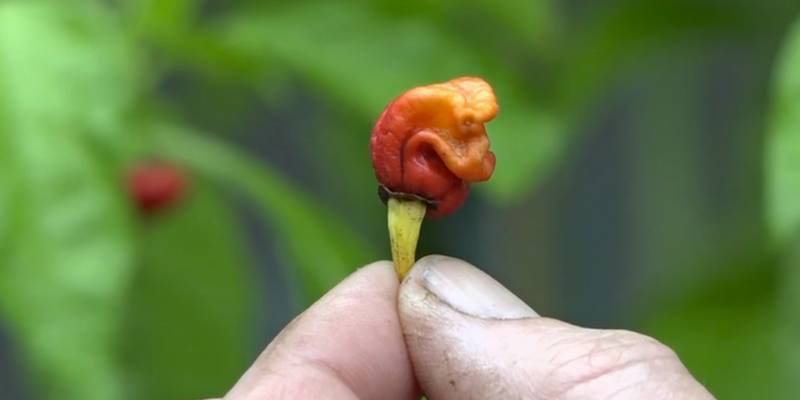 How hot is the hottest pepper in the world?