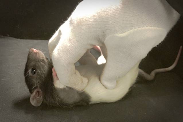 If you scratch a rat, they will also giggle.